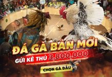 Đá Gà VB9 Là Gì? Cách Chơi Đá Gà Tại VB9 Cho Người Mới ? Đá gà VB9 là gì?