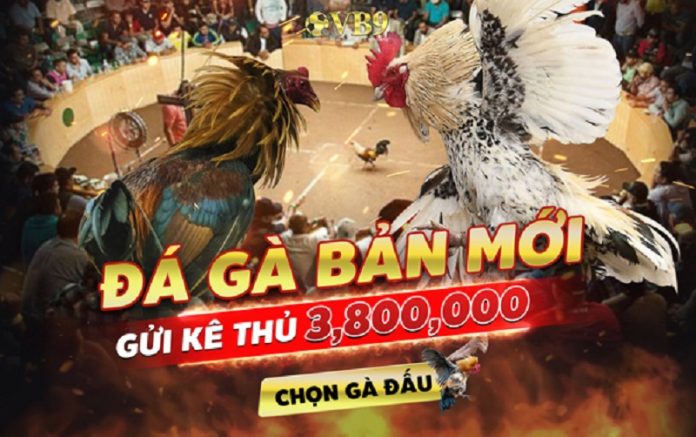 da-ga-vb9 (1) Đá gà VB9 là gì?